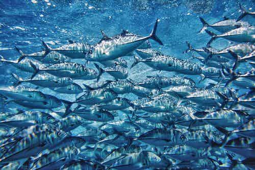 Tavoitteena ylikalastuksen lopetus – ”win-win”-tilanne kaikille