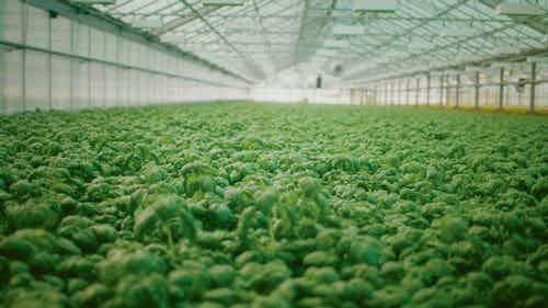 Noin 12 miljoonaa leikattua salaattia ja 2 miljoonaa ruukkuyrttiä vuodessa